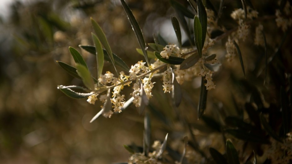 Conditions deteriorated in April with a heatwave just as the olive trees were in bloom