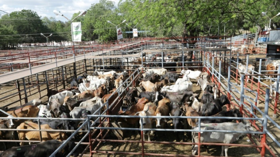 The directors of 'Patrol' say it is often not possile to check the origin of beef from Nicaragua back to its farm, as the traceability process is too opaque