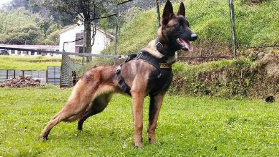 Wilson trained with the Colombian military since he was a puppy 