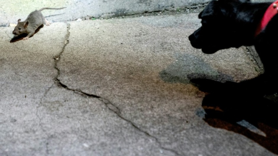 Rowdy chases a rat in the Adams Morgan neighborhood of Washington, DC, on June 3, 2023
