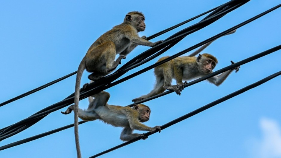 Bankrupt Sri Lanka's government said it was scrapping plans to export around 100,000 endangered monkeys to China
