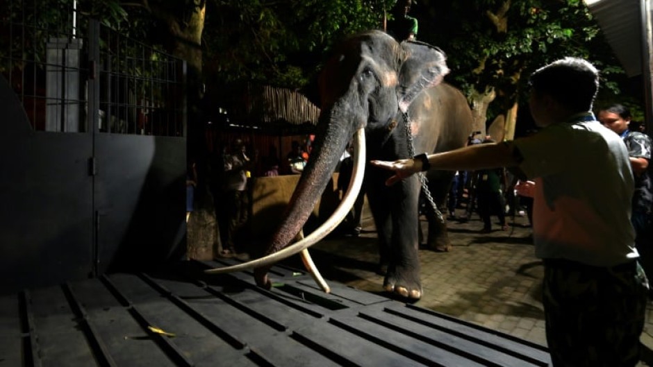 Sri Lankan keepers lead elephant Muthu Raja into a cage before departure from Colombo