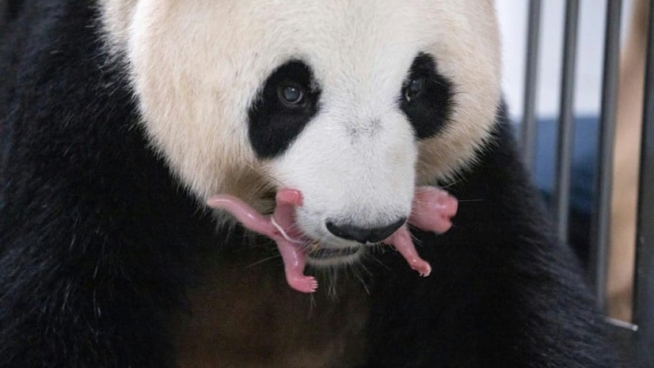 Giant panda Ai Bao gently holds one of her newly born female twin pandas in her mouth