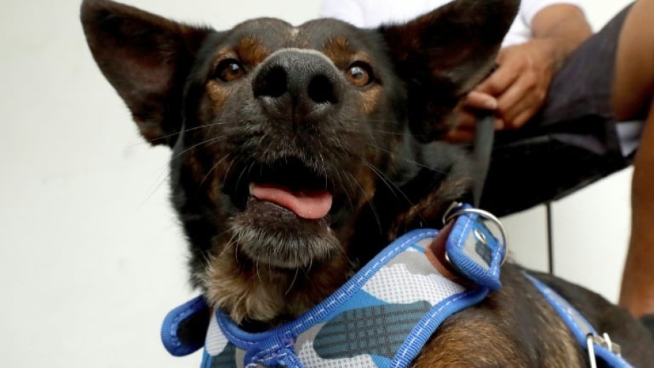 Australian sailor Tim Shaddock has said Bella the dog 'is a lot braver than I am'