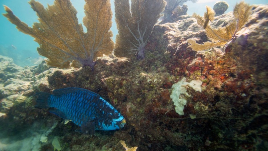 A parrotfish swims around a coral reef in Key West, Florida; About 25 percent of all marine species are found in or around these habitats