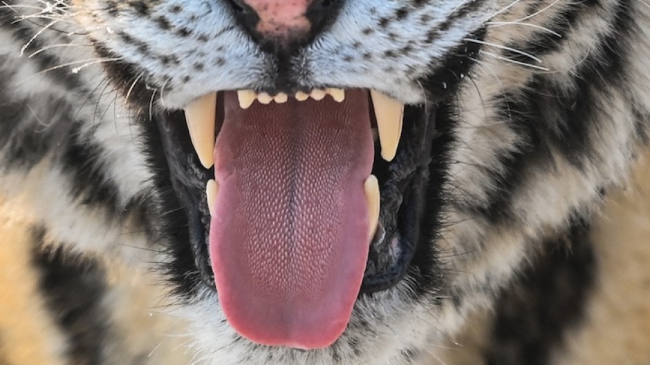 File: A Siberian tiger.  RETAMAL / AFPHector RETAMAL / AFP