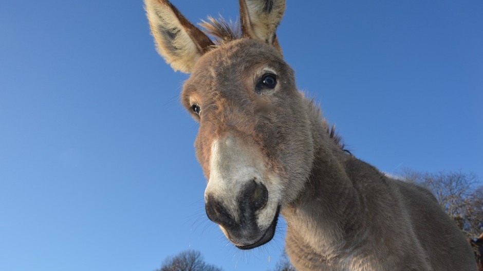 File: Donkeys reproduce slowly and do not handle stress well, and activists have raised fears that populations could be wiped out in east Africa in a matter of years.