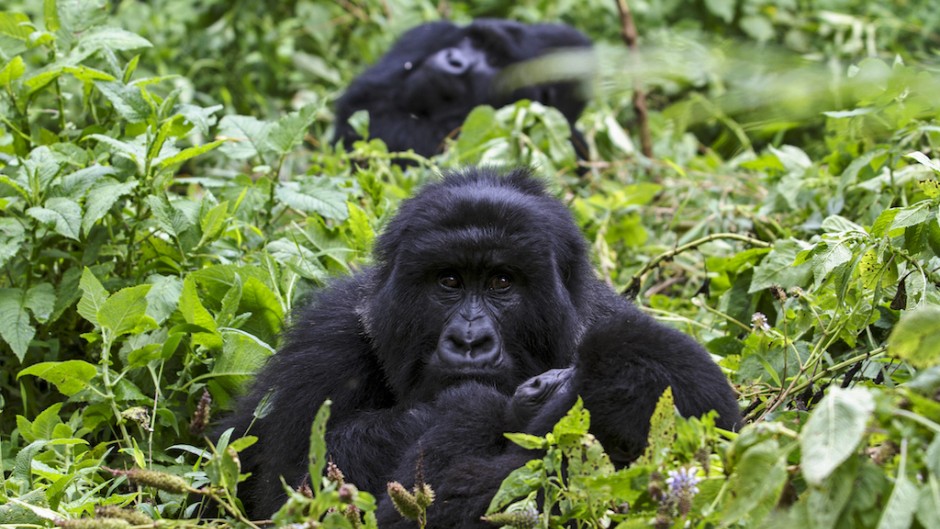 A post-mortem examination has been performed on the four mountain gorillas who died on 3 February in Mgahinga National Park in southwest Uganda.