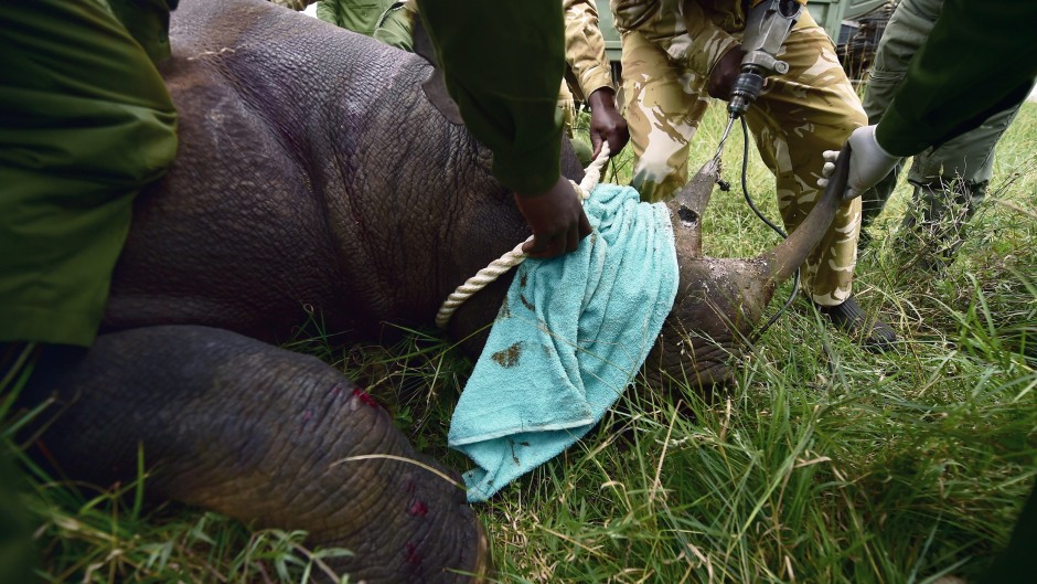 File: Dehorning is controversial, especially as it makes male rhinos vulnerable in fights.