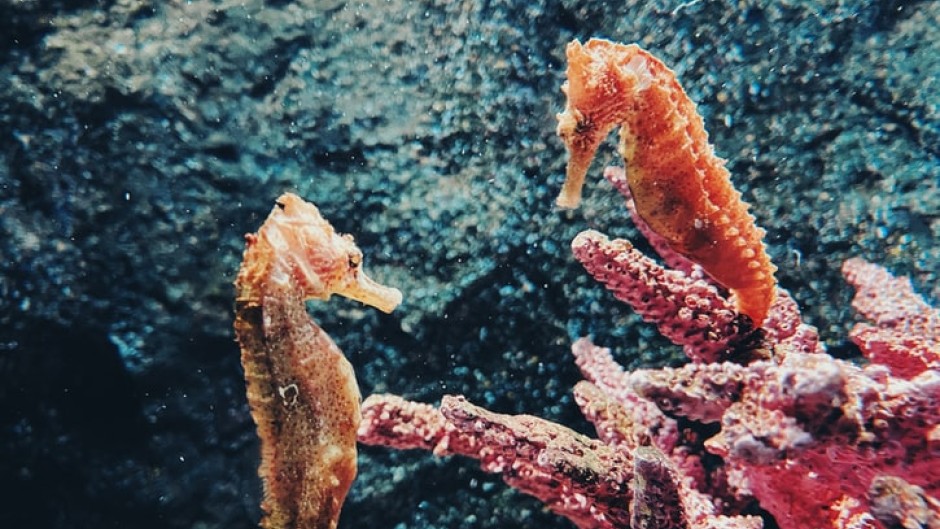 File: Seahorses are threatened all around the world.