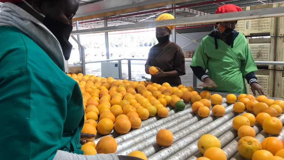 The COVID-19 pandemic has not seemed to dent the interest in South Africa’s citrus fruit.