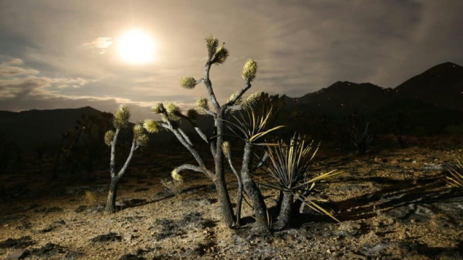 Desert sky: Joshua trees have been scorched in the out-of-control York Fire that is tearing through the Mojave Desert in the southwestern United States