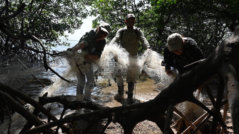 Members of the CODDEFFAGOL remove nets entangled in the mangrove roots that cause pollution and endanger wildlife on the island of Los Pajaros. AFP/Orlando Sierra
