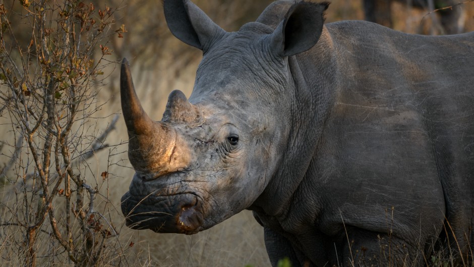 File: White rhinoceros or square-lipped rhinoceros or rhino.