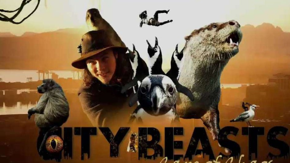 'City Beasts' feature penguins, sharks and other animals.
