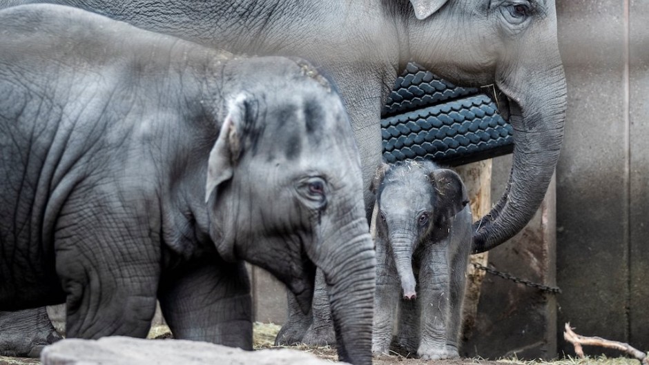 A newborn female elephant calf reacts next other Asian elephants. AFP/Ida Marie Odgaard/Ritzau Scanpix 
