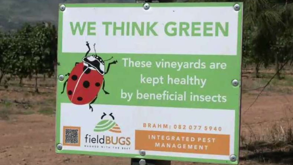 A wine farm is setting predator bugs on its bugs.