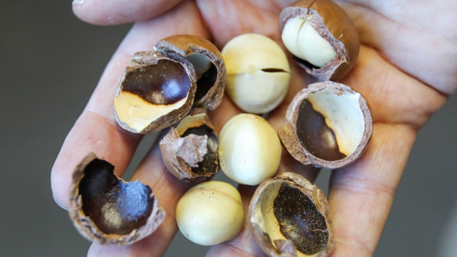 File: Macadamia nuts. AFP/Jan Woitas/dpa-Zentralbild