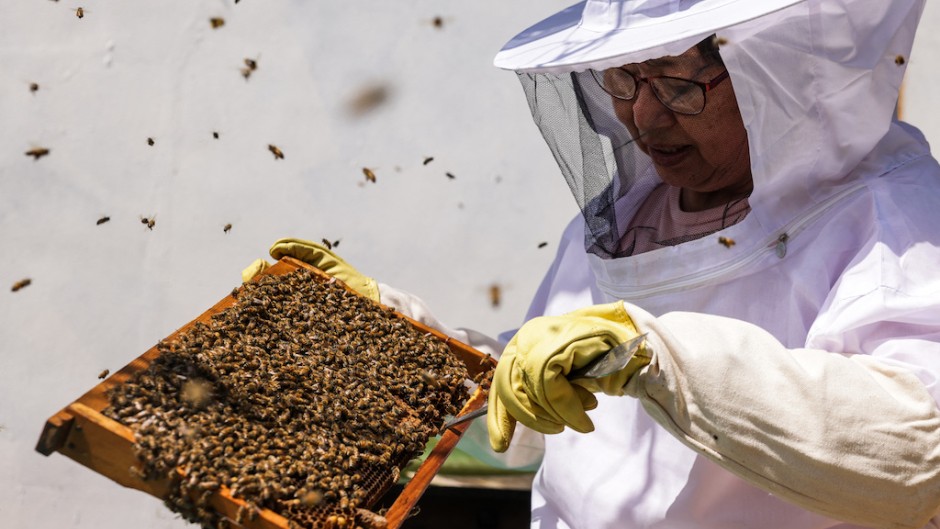 Urban beekeeper Sherry Liu cleans a frame from a bee hive box. AFP/Amber Wang