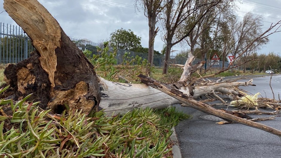 An uprooted tree in Stellenbosch. eNCA/Kevin Brandt