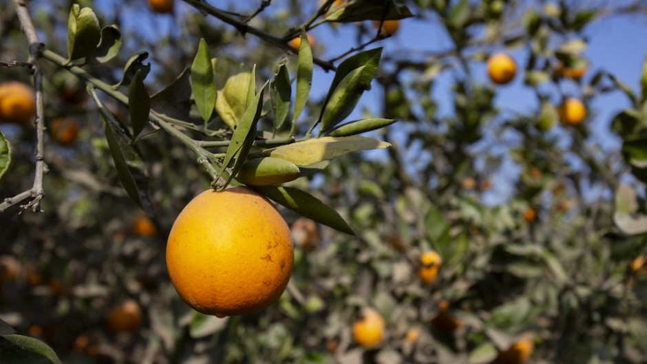 Oranges on a tree. Mahmoud Elkhwas/NurPhoto via AFP
