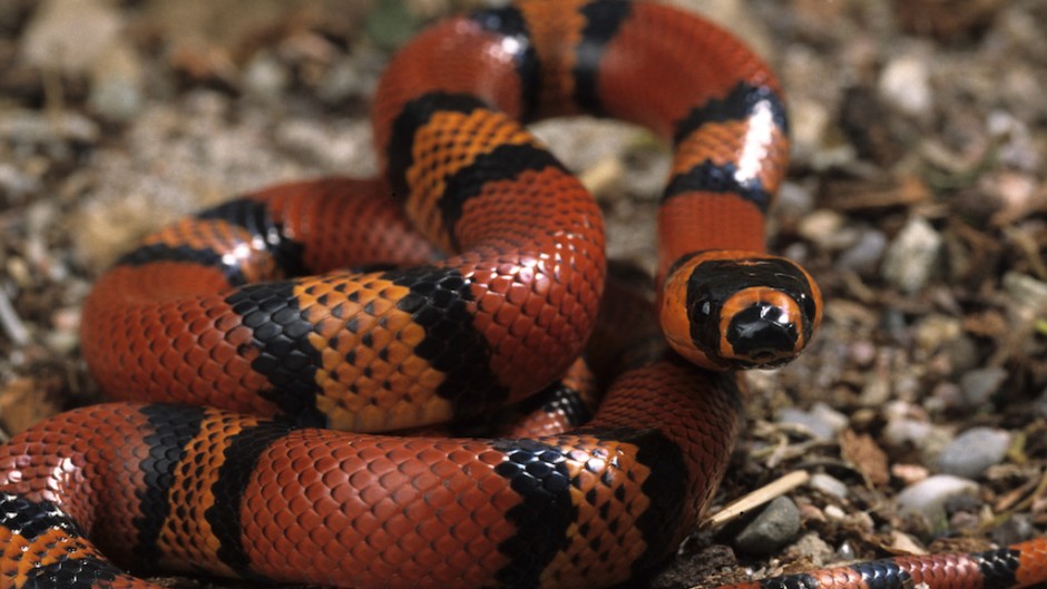 Snakes are vital, but knowing their warnings can save lives - eNCA