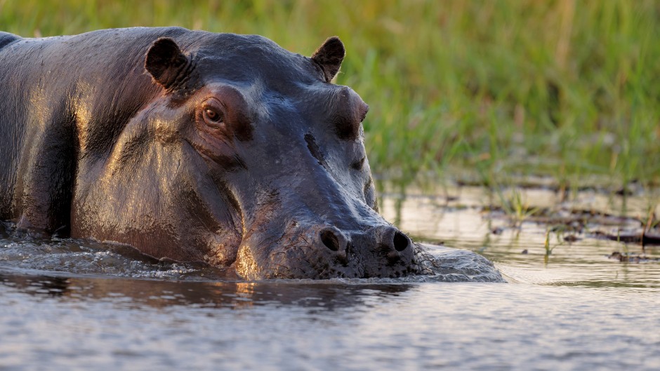 File: A hippopotamus in a river. Pierre Vernay/Biosphoto via AFP