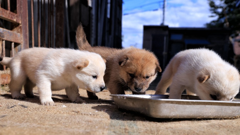 File: Puppies eating their food. Yosuke Hayasaka/The Yomiuri Shimbun via AFP