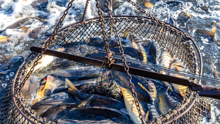 File: Fish wriggle in a landing net. Frank Hammerschmidt/dpa Picture-Alliance via AFP