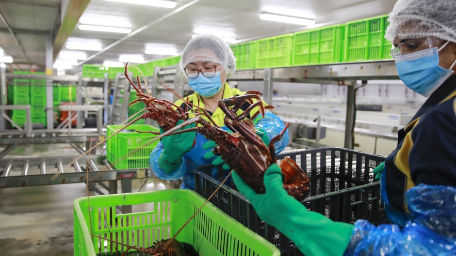 Staff members check the appearance of rock lobsters. AFP/Xinhua/Ma Ping