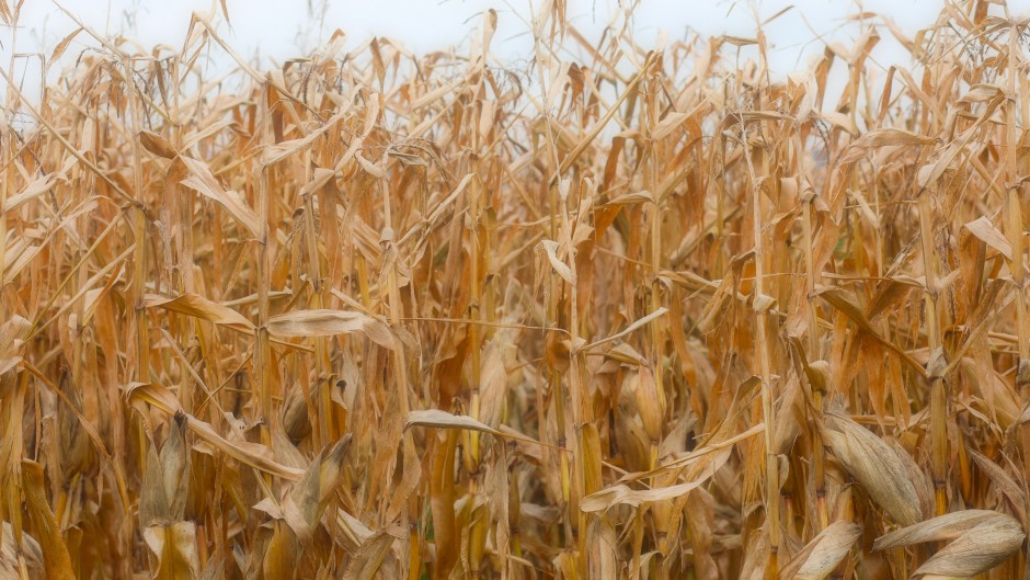 File: A field of corn. Flore Gastal/Hans Lucas via AFP