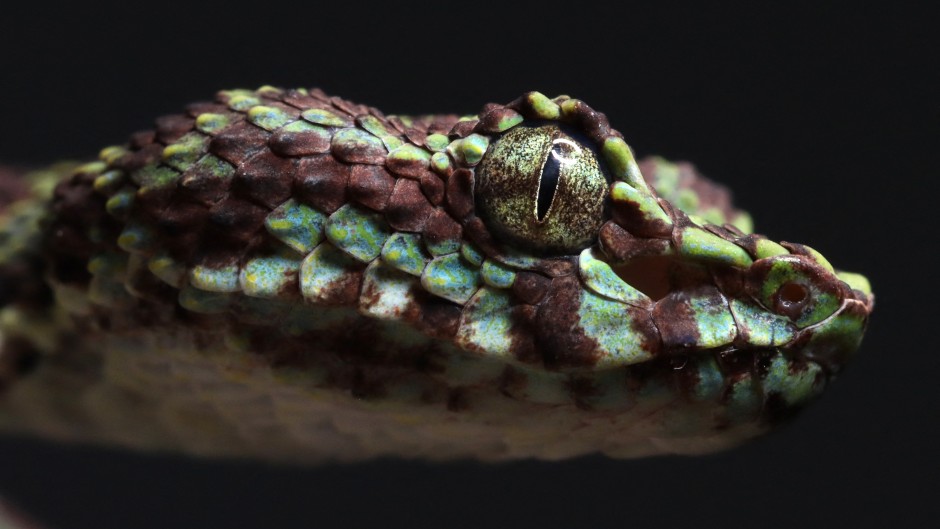 a newly discovered species of snake named as the limestone eyelash pit viper. AFP/WWF/Parinya Pawangkhanant.jpg