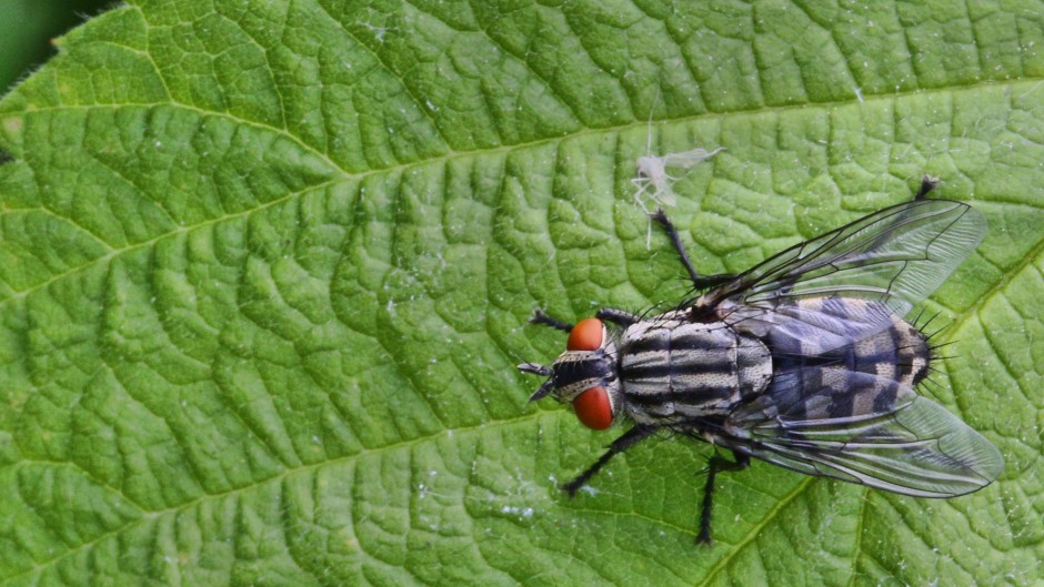 File: A housefly on a leaf. Creative Touch Imaging Ltd/NurPhoto via AFP