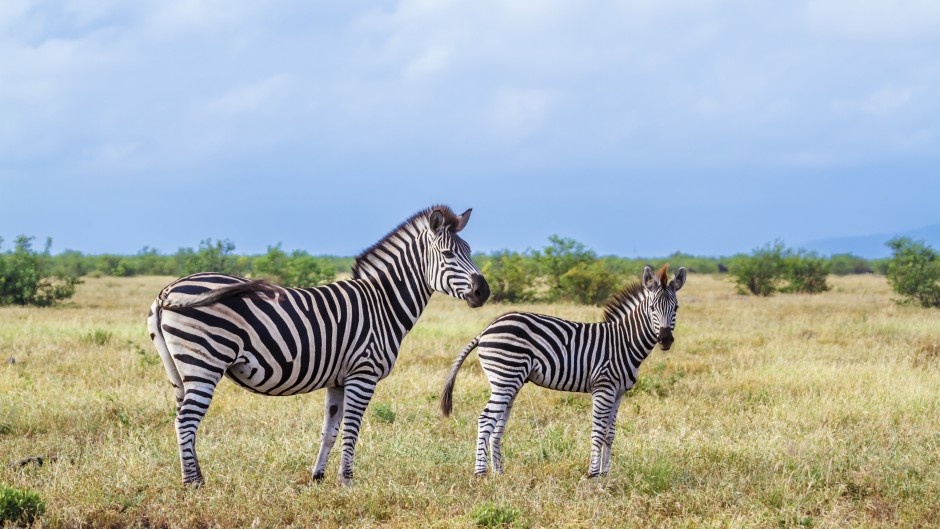 File: Plains zebra in the Kruger National Park. Patrice Correia/Biosphoto via AFP