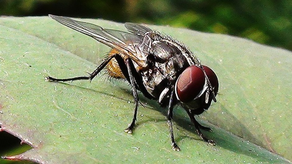A common house fly sitting on a rose leaf.
