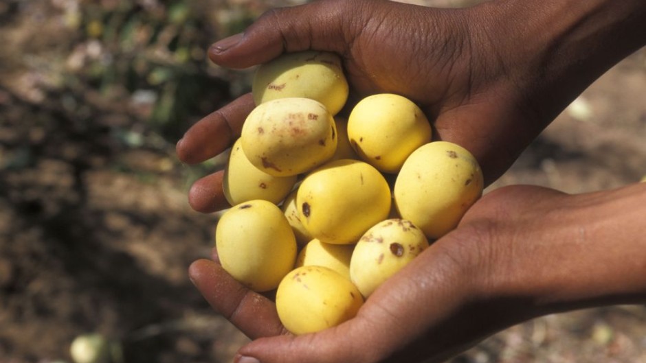 Marula offers four times the Vitamin C than oranges. GettyImages/Jouan/Rius
