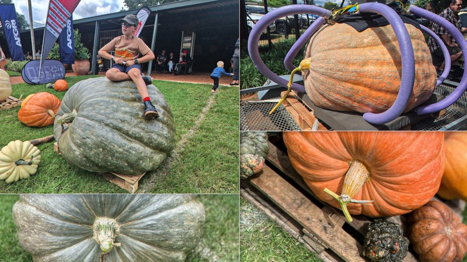 Goliat van Gat-pampoenfees 