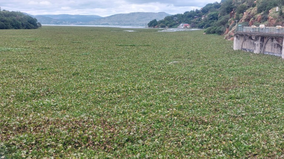 Hyacinth infestation at Hartbeespoort Dam