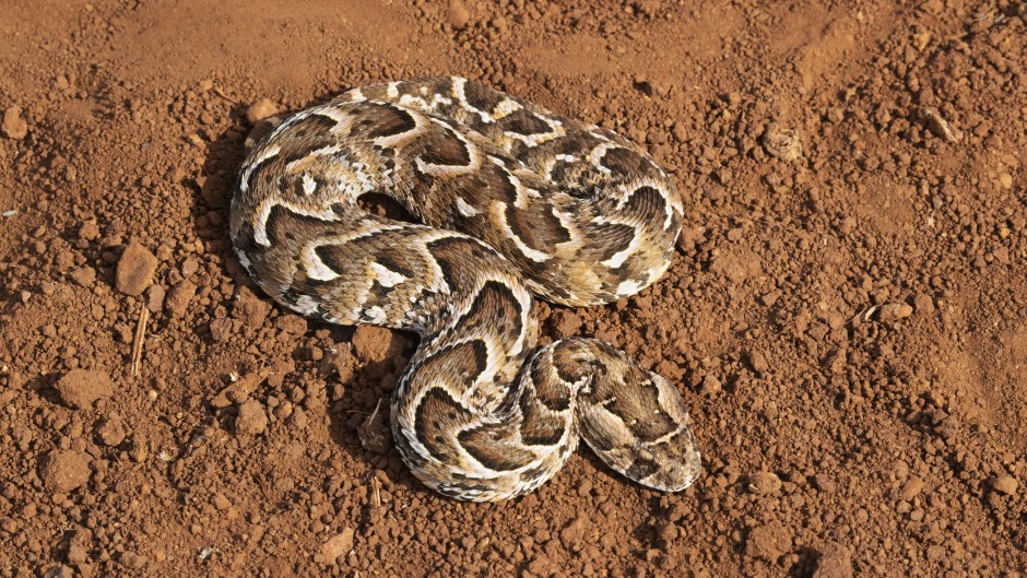 File: A puff adder. Ann and Steve Toon/robertharding via AFP