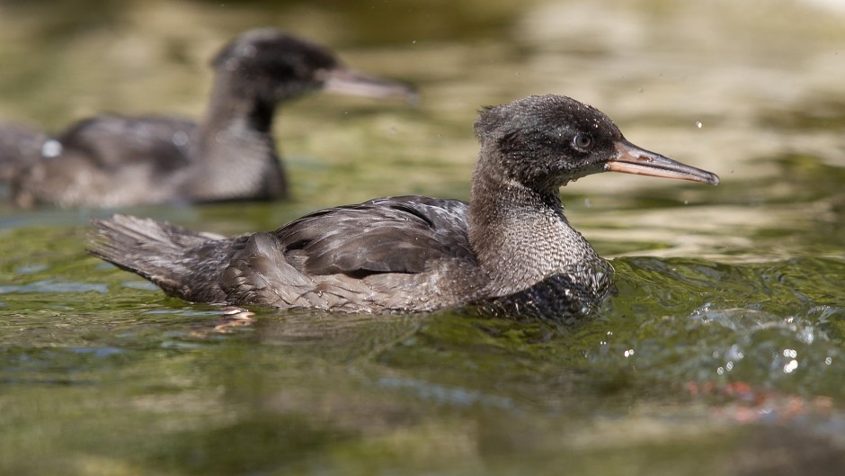 Chicks of the critically endangered Brazilian merganser swim on a pond at the Zoo in Prague. AFP/Milan Kammermayer
