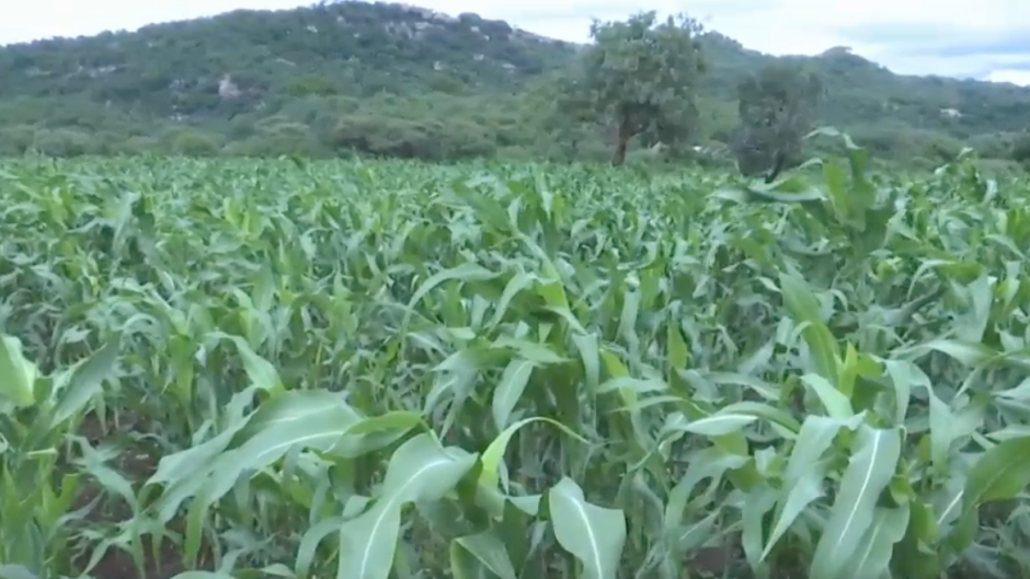 Evicted Zimbabwean white farmers reject compensation deal