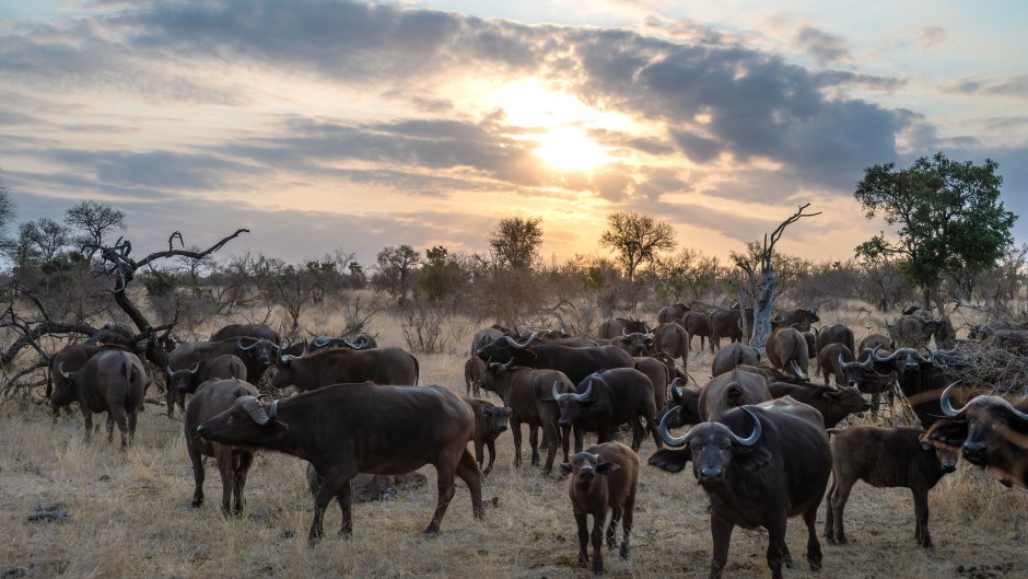 File: A herd of buffalo in Kruger National Park. Xavier Duvot/Hans Lucas via AFP