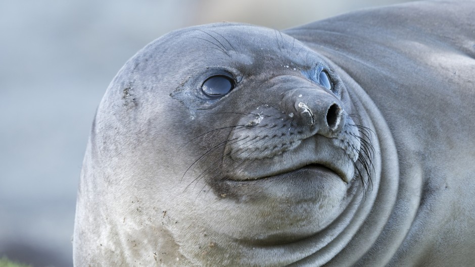 File: An elephant seal. Getty Images/ Danita Delimont
