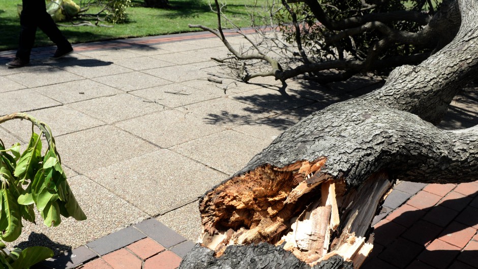 File: A fallen tree after a severe storm. Gallo Images/Netwerk24/Deaan Vivier