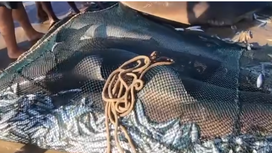 Swimming will be banned in all southern beaches in KwaZulu-Natal as the 2025 Sardine Run has officially begun.