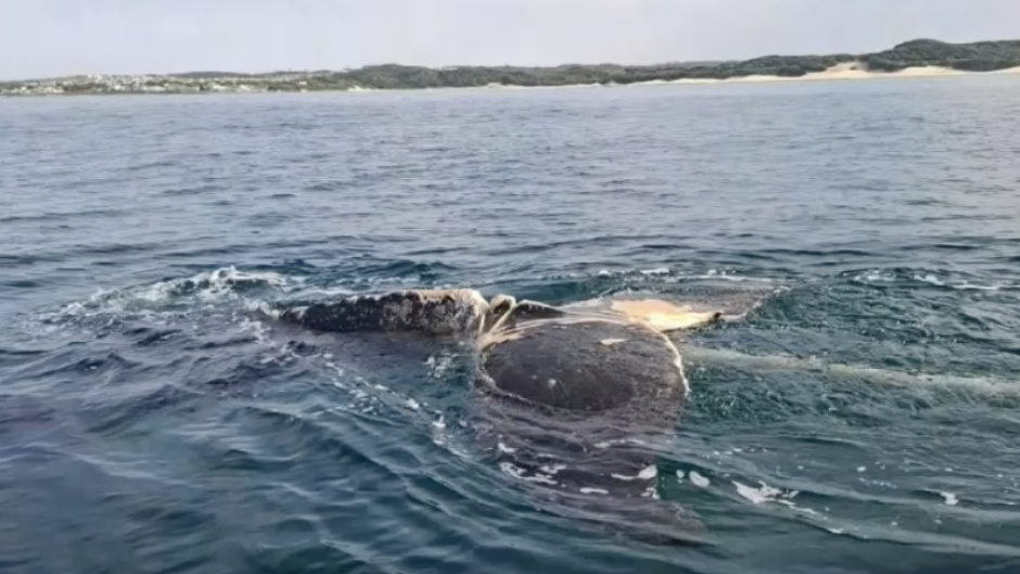 Using specialised tools, the team made four careful cuts to remove the rope wrapped around its tail. Supplied