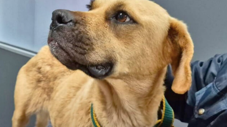 Bobby was rescued by the NSPCA. Supplied