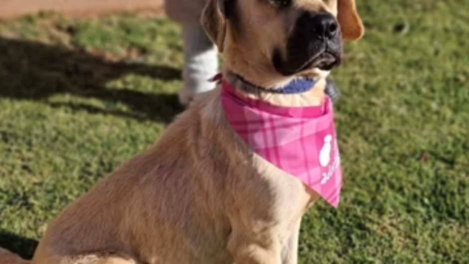 Bobby the dog. Supplied/NSPCA