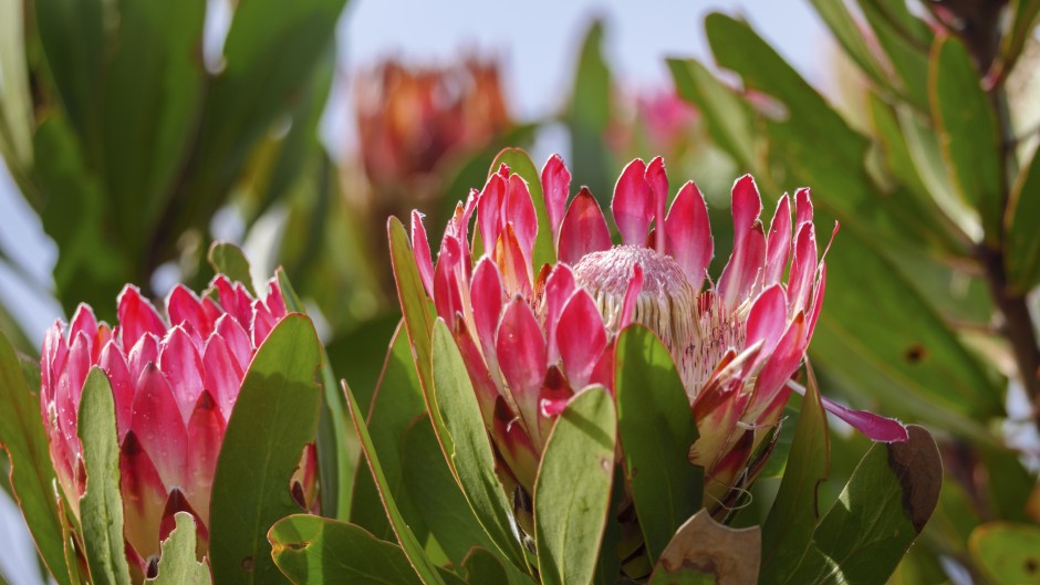 Bredasdorp protea, limestone protea or limestone sugarbush (Protea obtusifolia). Gallo Images/ Roger De La Harpe