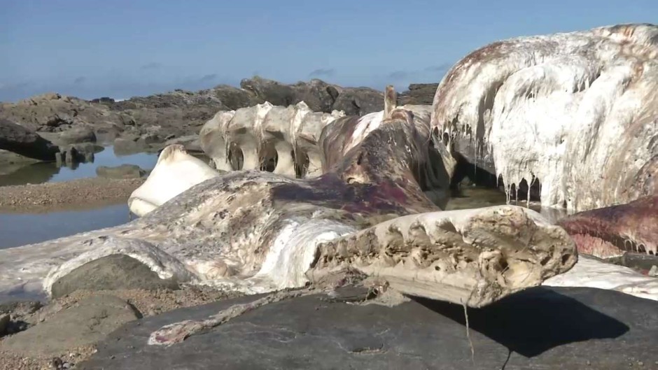 A whale carcass has been decomposing in a rock pool at Skoenmakerskop for a month.